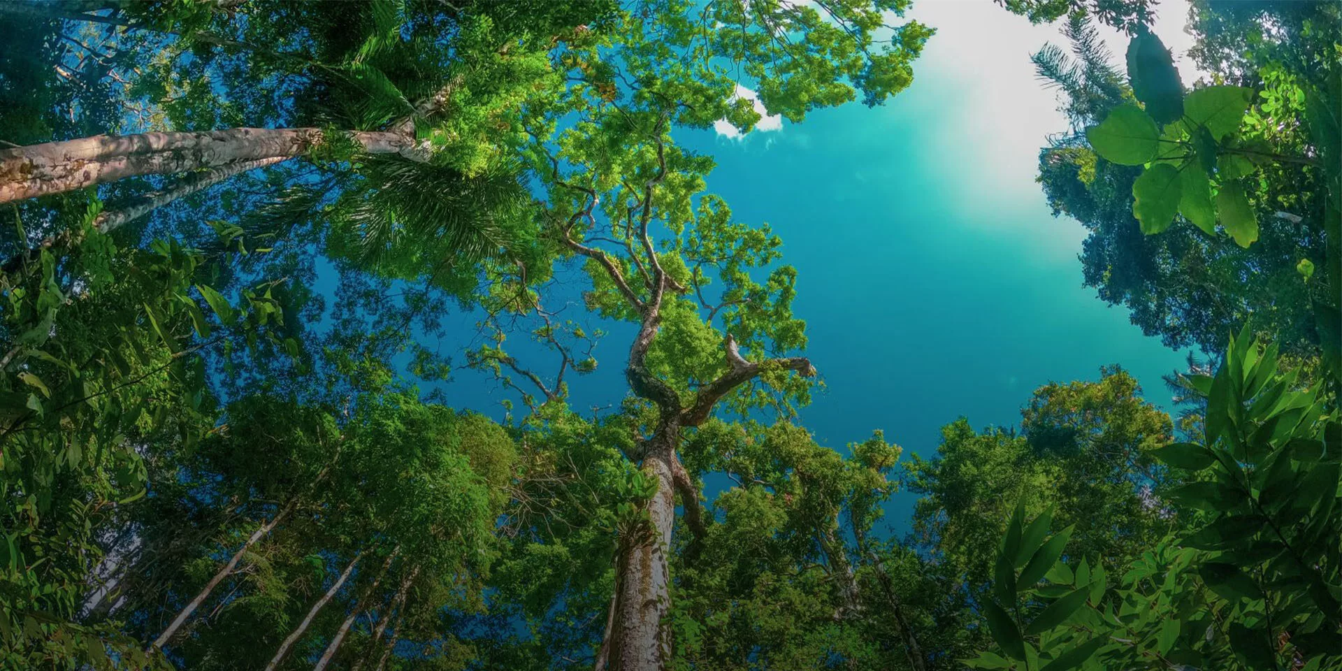 برنامه شگرگزاری روزانه